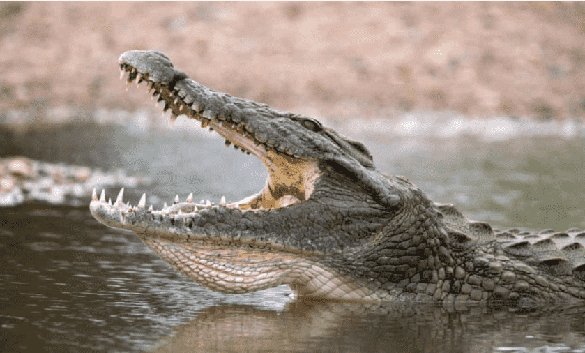 Don't Go Into the Swamp: Crocodiles and the Japanese Type 99 Rifle Don't Go Into the Swamp: Crocodiles and the Japanese Type 99 Rifle
