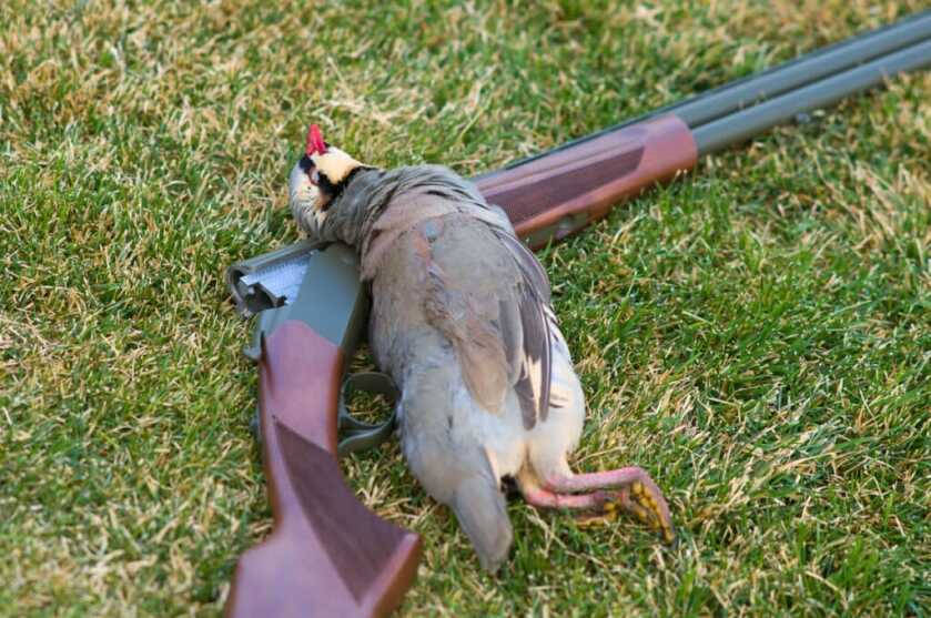 CZ-USA's Upland Ultralight All-Terrain (20 ga OU) CZ-USA's Upland Ultralight All-Terrain (20 ga OU)