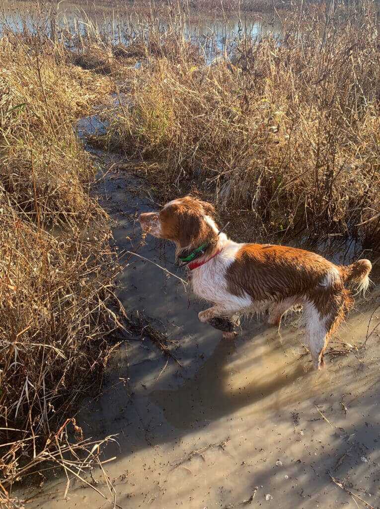 Snipe Hunting is No Joke! Snipe Hunting is No Joke!