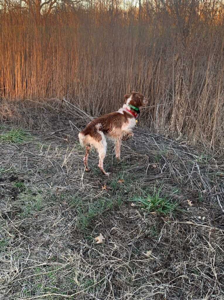 Snipe Hunting is No Joke! Snipe Hunting is No Joke!