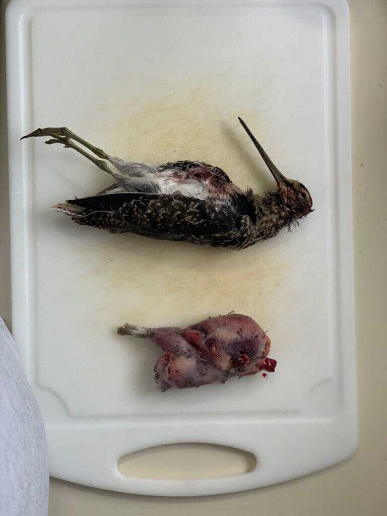 Snipe Hunting is No Joke! Snipe Hunting is No Joke!