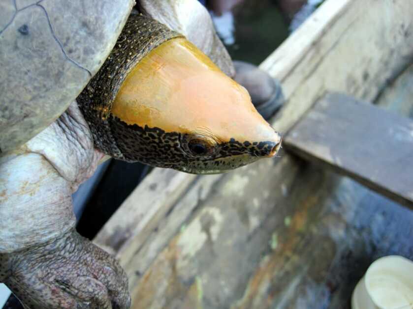 Texas Man Faces Prison Time for Conspiracy to Smuggle Wild Animals Texas Man Faces Prison Time for Conspiracy to Smuggle Wild Animals