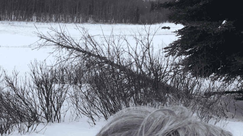 Last Frontier Bison: Hunting Alaska's Largest Land Mammal