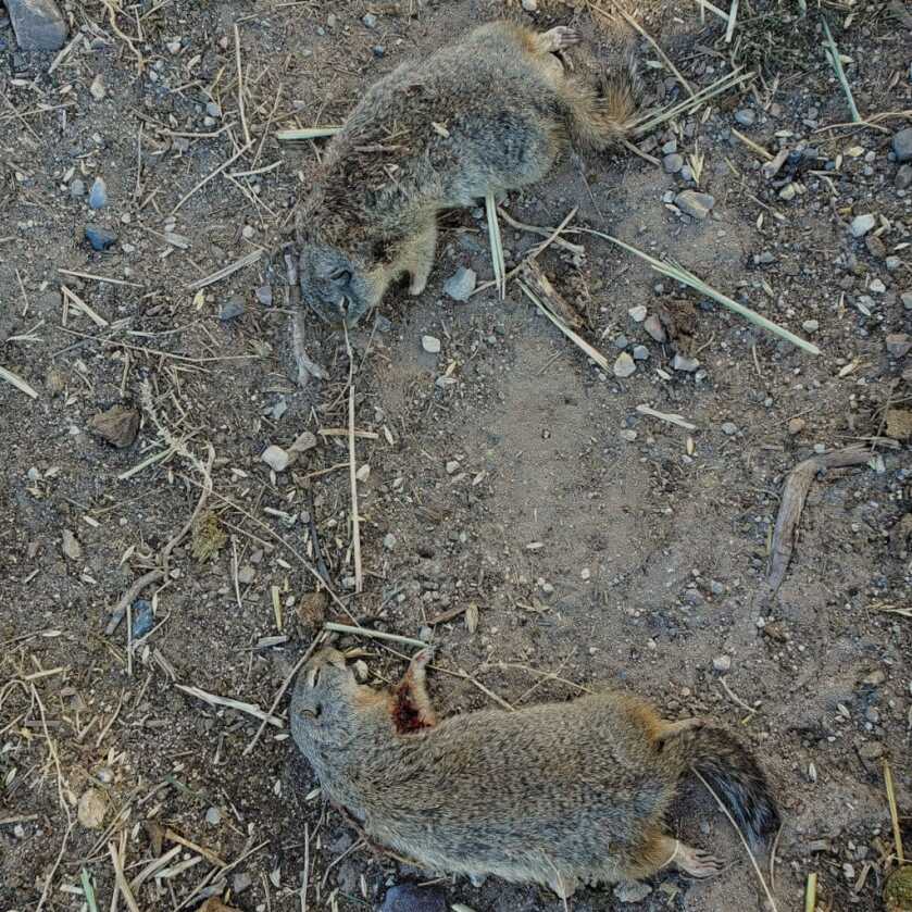 10 Tips for Ground Squirrel Annihilation