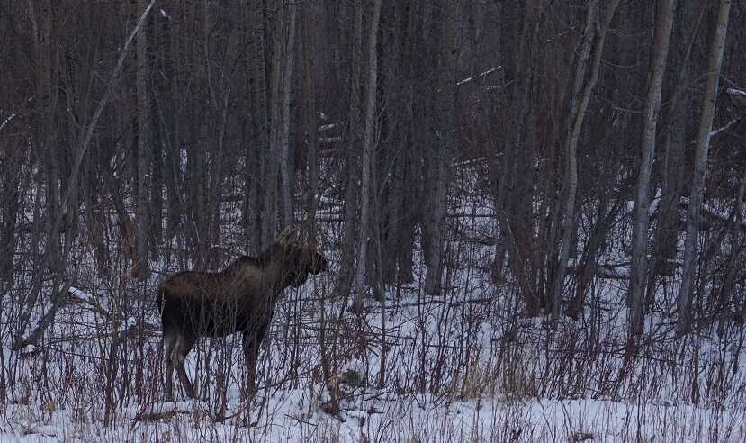 Last Frontier Bison: Hunting Alaska's Largest Land Mammal