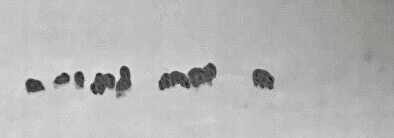 Review: Burris Thermal Imagers Review: Burris Thermal Imagers