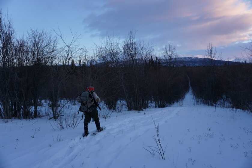 Last Frontier Bison: Hunting Alaska's Largest Land Mammal