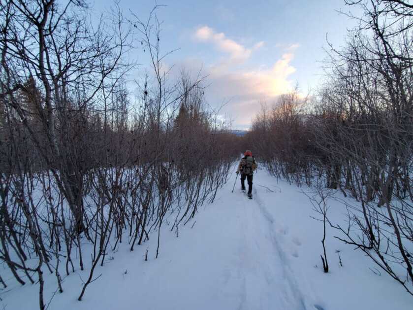 Take the Shot? A Once in a Lifetime Bison Creates an Ethical Dilemma - Presented by Springfield Armory