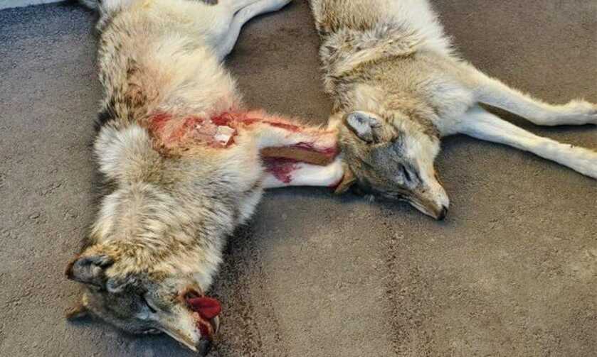 Montana Hunters Cited, Fined for Killing Two Wolves from a Helicopter Montana Hunters Cited, Fined for Killing Two Wolves from a Helicopter