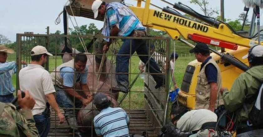 Pablo's Hippos: The Death of the Most Dangerous Man in the World