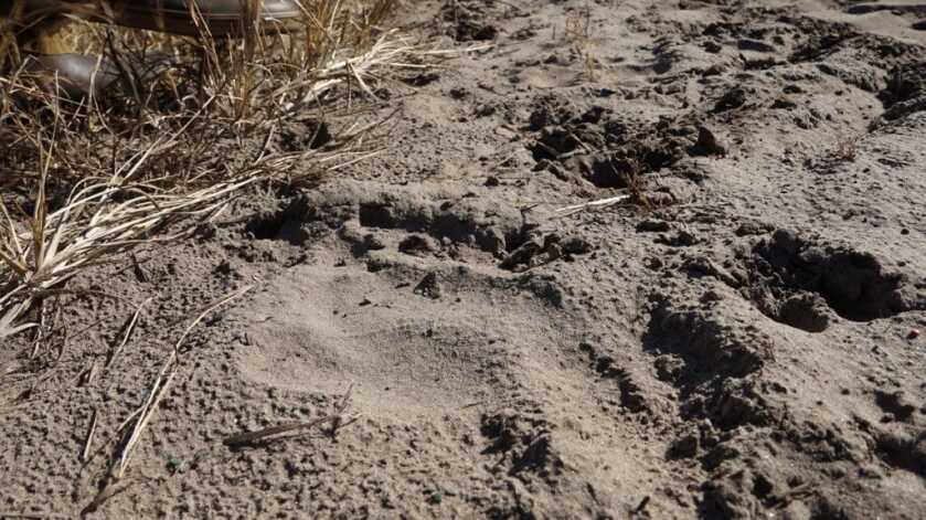 The Biggest Black Bears in the World