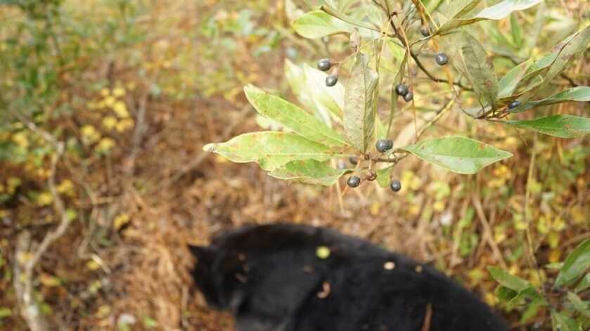 The Biggest Black Bears in the World