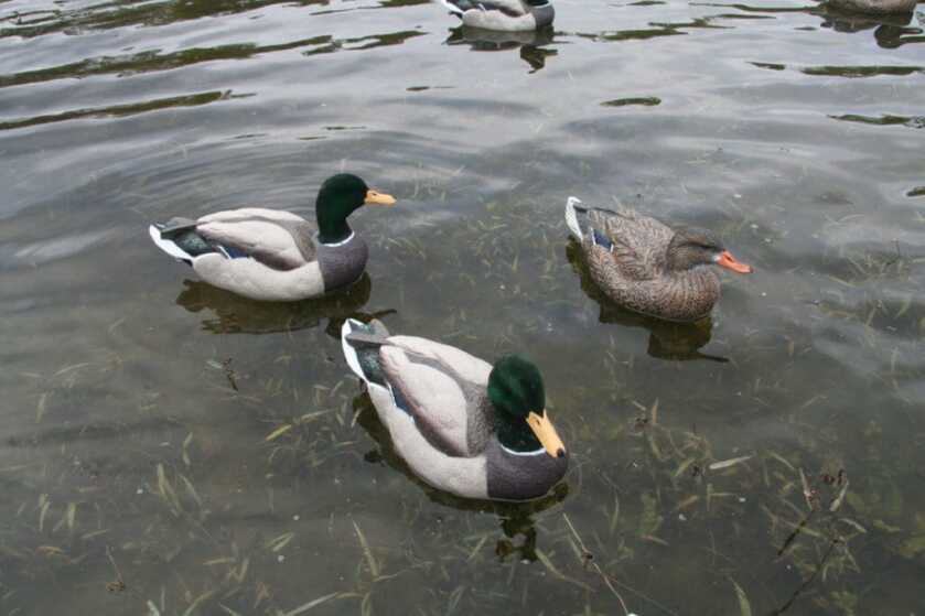 Dakota’s Packable Mallard Decoys