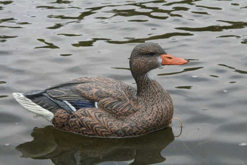 Dakota’s Packable Mallard Decoys