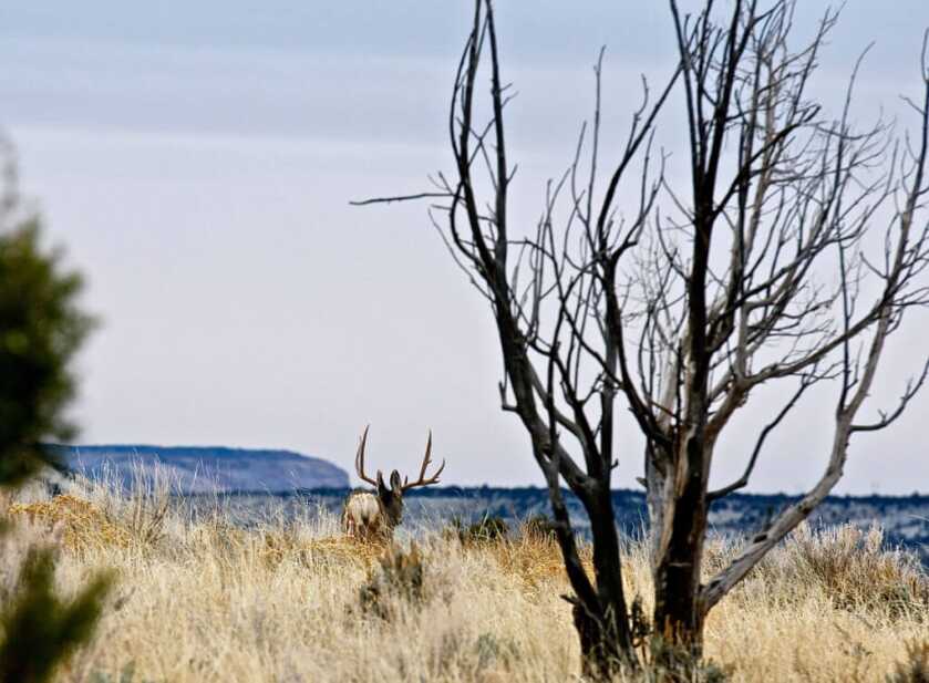 Take the Shot? The Author Gets a Surprise Shot at a Big Mule Deer. Full of Adrenaline, His Hands (and everything else) are Shaking. Should he Take the Shot?