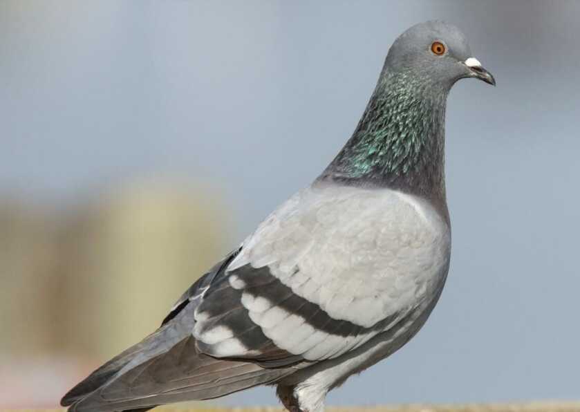 Marc Lépine, Militarized Misogyny, and the Ecole Polytechnique Massacre Marc Lépine, Militarized Misogyny, and the Ecole Polytechnique Massacre