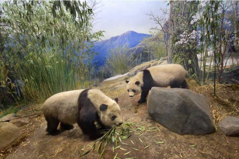 Roy Chapman Andrews: The Real-Life Raider of the Lost Ark Roy Chapman Andrews: The Real-Life Raider of the Lost Ark