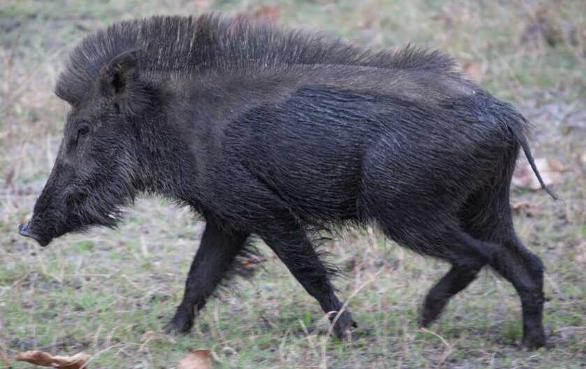 The Unkillable Adrian Carton de Wiart: “Frankly, I Had Enjoyed the War” The Unkillable Adrian Carton de Wiart: “Frankly, I Had Enjoyed the War”