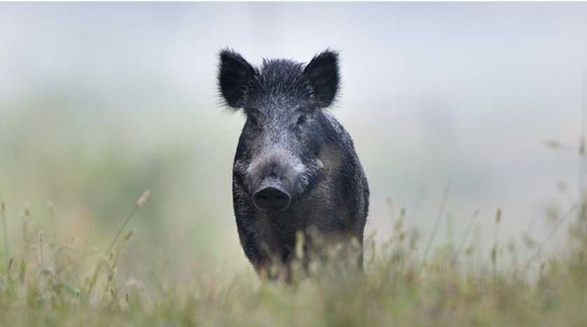 Hunting Feral Hogs in California Could Get Much Easier Hunting Feral Hogs in California Could Get Much Easier