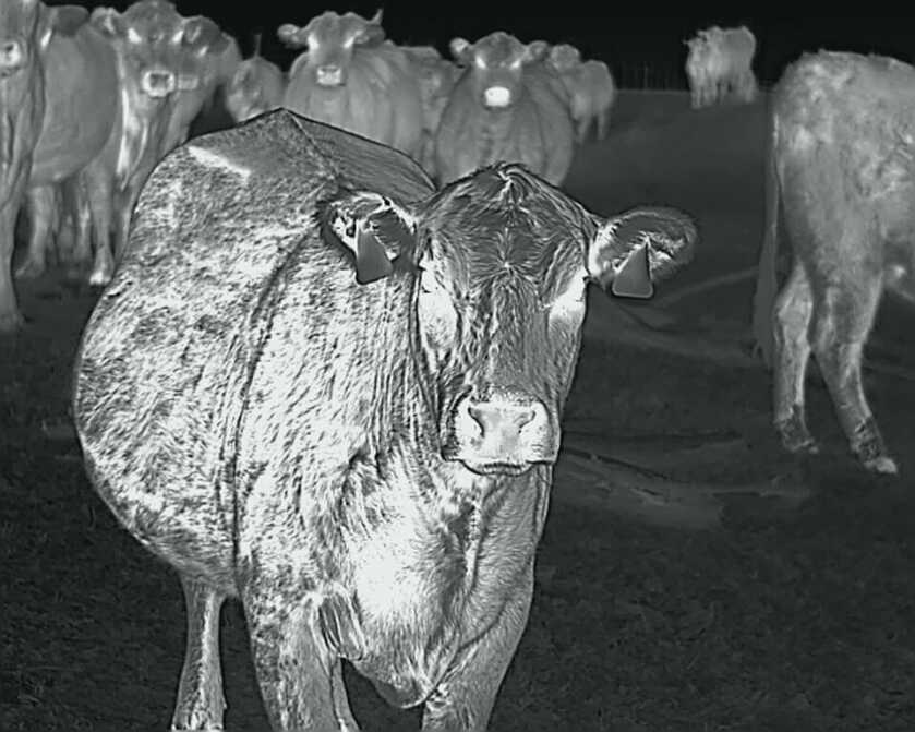 InfiRay RH25 Multi-Purpose Thermal Monocular