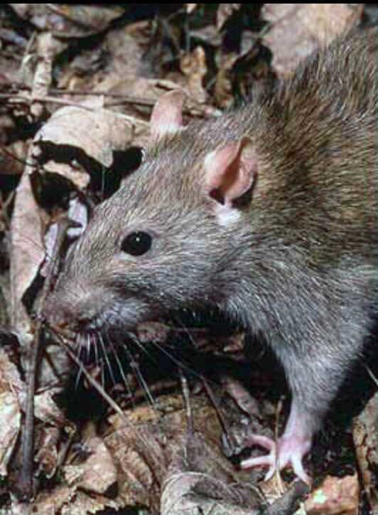 Dr Dabbs - The Winchester Lever-Action Anti-Aircraft Gun Dr Dabbs - The Winchester Lever-Action Anti-Aircraft Gun