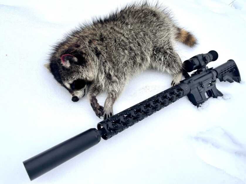 Simple Gourmet: Rendering Racoon Grease Simple Gourmet: Rendering Racoon Grease