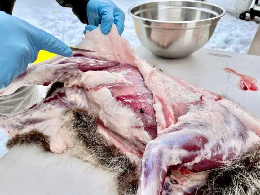 Simple Gourmet: Rendering Racoon Grease Simple Gourmet: Rendering Racoon Grease