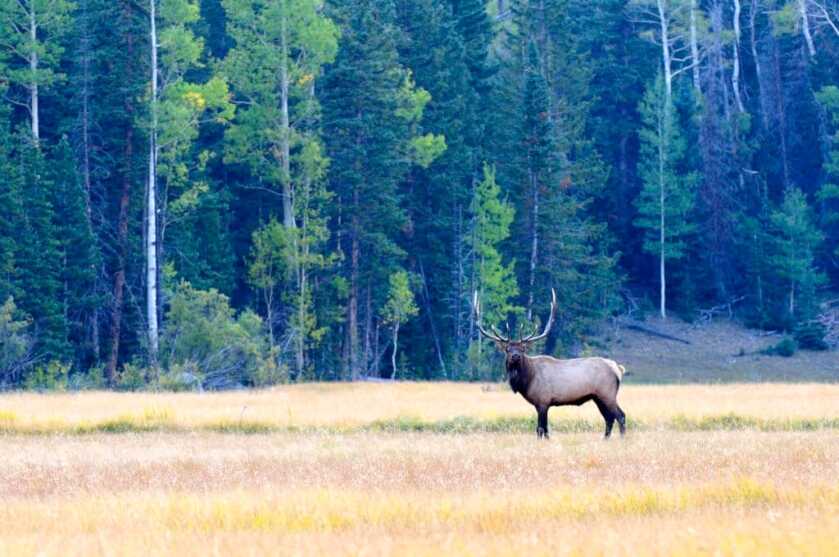 TAKE THE SHOT: A traditional bowhunter is offered a mid-range shot at a moving bull elk. Should he take the shot? Bull elk standing majestically in a large field