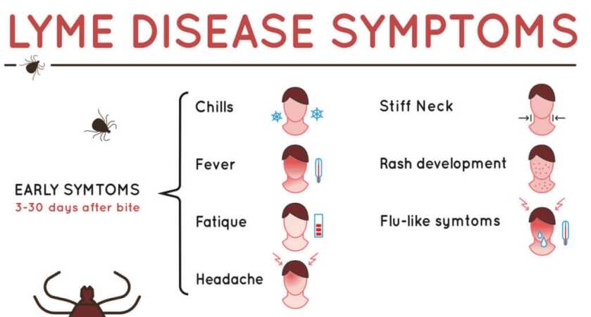Lyme disease symptoms graphic