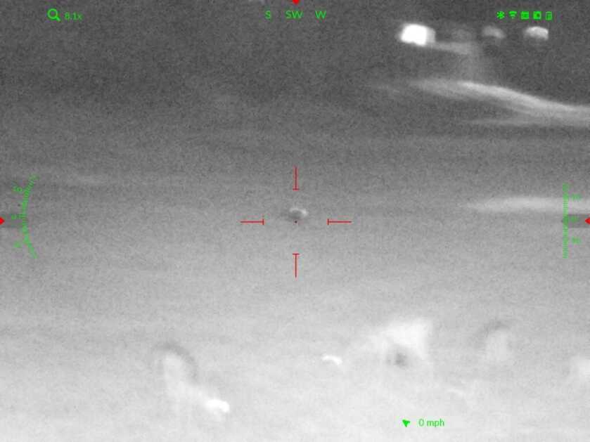 Thermal image of deer and racoon