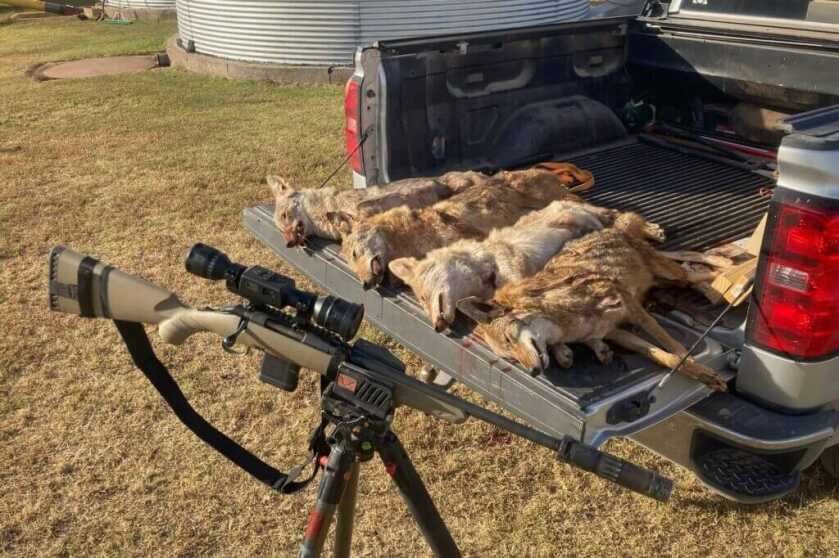 Testing ATN’s ThOR LTV Thermal Scope ATN’s ThOR LTV coyote hunting
coyotes on tailgate
rifle on tripod
