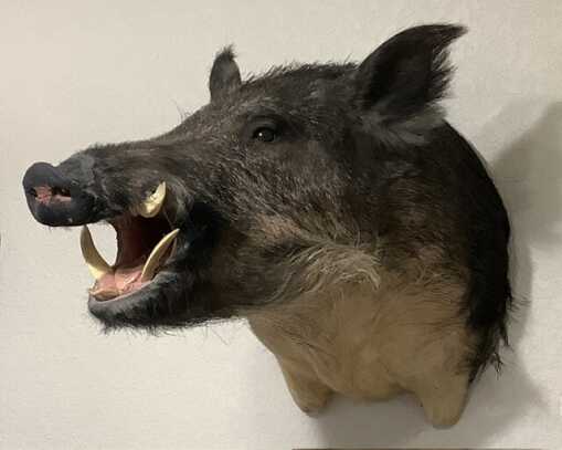 wild boar head wall mount