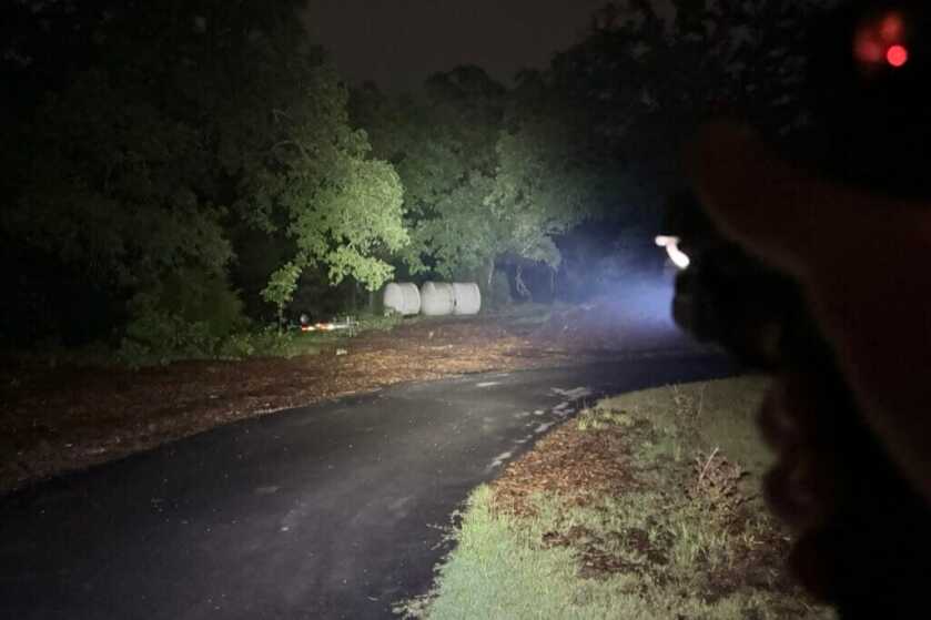 Light illuminating trees at night