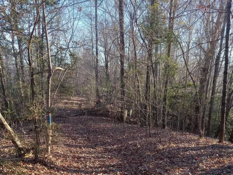 squirrel hunting guns wooded terrain