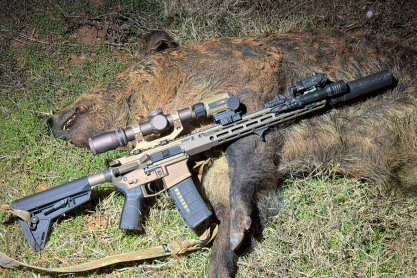 rifle and dead hog