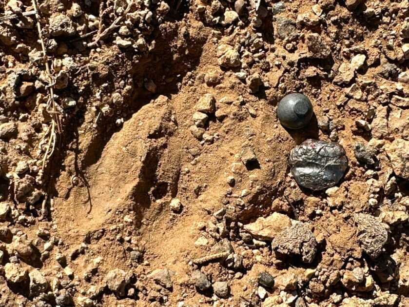 Unfired .530 round ball and recovered mushroomed .54 flintlock bullet next to mule deer track in Utah desert soil