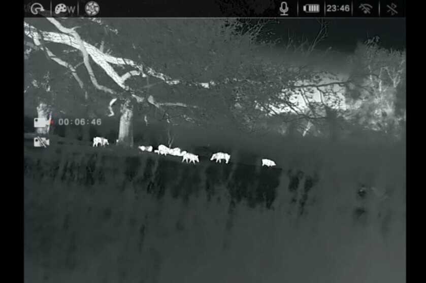 picture of hogs taken through a thermal