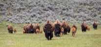 National Park Service Seeking Volunteer Grand Canyon Bison Hunters
