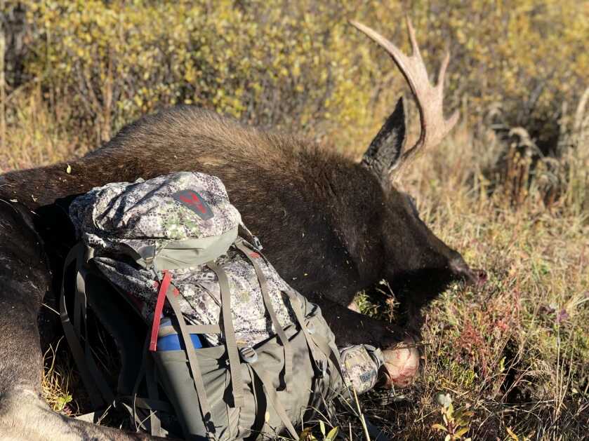 Badlands Vario System hunting backpack loaded with moose meat, best modular hunting backpack