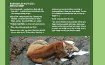 Arizona Officials Kill Three Mountain Lions Feeding on Human Remains