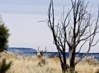 Take the Shot? The Author Gets a Surprise Shot at a Big Mule Deer. Full of Adrenaline, His Hands (and everything else) are Shaking. Should he Take the Shot?