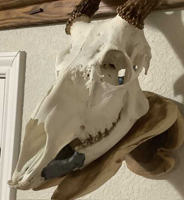 European mount of a buck
