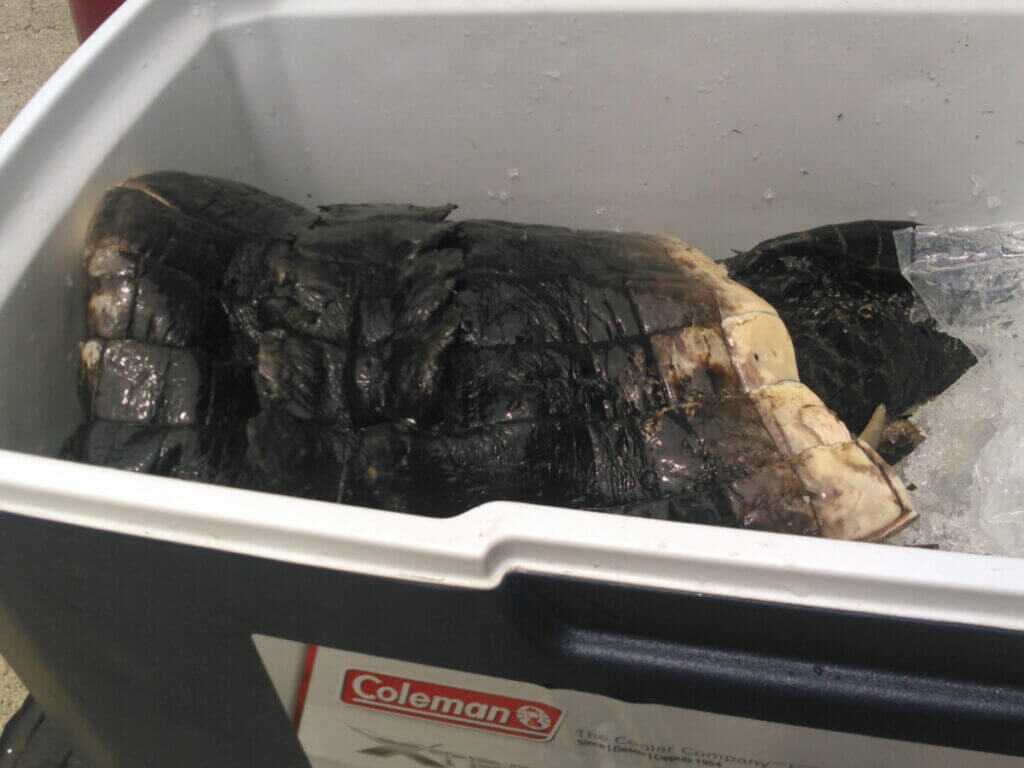 gator hide on ice
