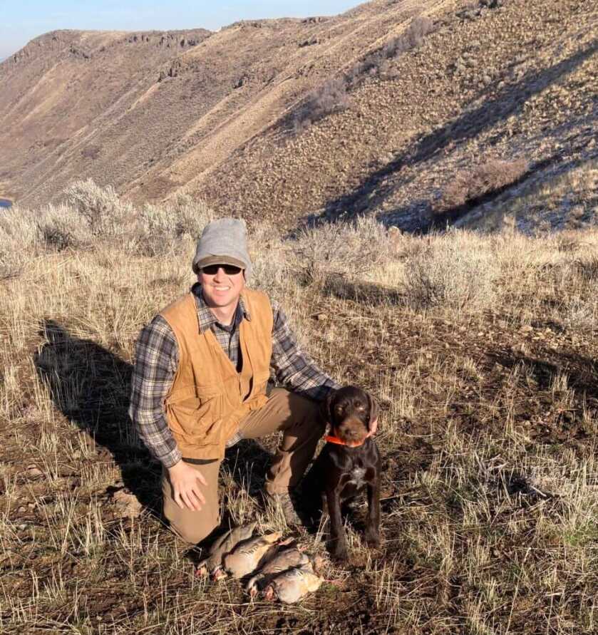 German Wirehaired Pointer Puppy Chuckar hunting.