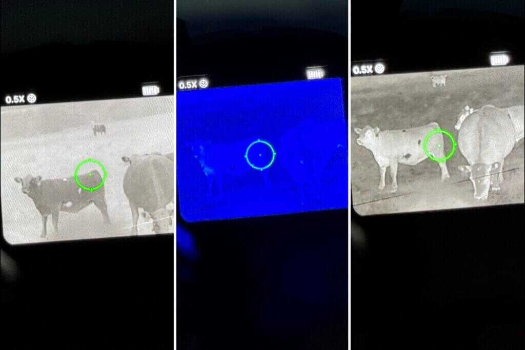 guy aiming at a cows butt on a screen. FMP13