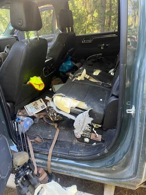 Passenger seat foam and premium leather ripped apart, stuffing scattered by black bear