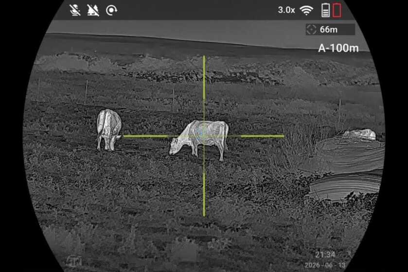 ATN ThOR 6 Elite LRF 640 thermal image of cow at 66 meters
