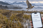 Wilson’s snipe in an Alaska marsh beside a phone displaying an incorrect Google AI hunting-season date.