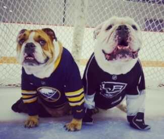 My buddies, Winston and Wallace.  