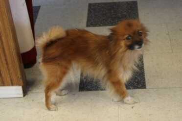 The shop is guarded by a vicious dog. 